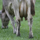 Una vaca pasta en un pueblo del Cea. JERSÚS F. SALVADORES