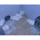 Cobayas alojadas en uno de los espacios para la investigación del Animalario de la Universidad.