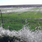 La helada ha causado grandes daños en los cultivos de la provincia.
