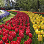 Un mosaico de 100.000 flores en 250 metros cuadrados servirá al Keukenhof para conmemorar el Siglo de Oro holandes. AGENCIAS