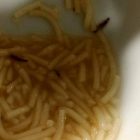Imagen de la sopa con larvas. DL