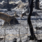 La fauna recorrió la zona devastada en los días posteriores al incendio en busca de un nuevo hábitat.