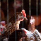 Las plumas son uno de los grandes residuos que genera y tiene que tratar la industria avícola. jesús f. salvadores