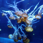 Medusas conocidas como ortigas del mar del Pacífico se muestran en el acuario de Nausicaá, en Boulogne-sur-Mer.
