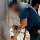 La Guardia Civil ha investigado a 58 propietarios de rehalas de perros por haber mutilado ilegalmente a 1.111 perros a los que les cortaron las orejas y los rabos en Almería, Granada, Málaga, Jaén, Córdoba y Sevilla. GUARDIA CIVIL