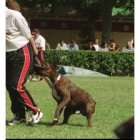 Imagen de archivo de la exhibición canina que tuvo lugar en el Hípico de León