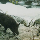 Un jabalí a la orilla de un río de montaña; este año las mejores monterías se han realizado en la mo