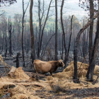 Los incendios arrasaron alrededor de 35.500 hectáreas. BRAIS LORENZO