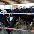 Explotación ganadera de leche en León. MARCIANO