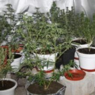 Parte de las 24 plantas incautadas por la Policía Municipal de Ponferrada en su última operación.