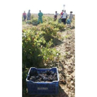 Imagen de unos rumanos trabajando en la vendimia en León