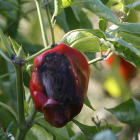 Un pimiento dañado por las inclemencias meteorológicas, en una plantación del Bierzo.
