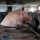 Un cerdo se asoma entre los barrotes de su jaula, en una imagen de archivo.