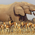 Una de las espectaculares secuencias de ‘África’, serie documental que arranca esta noche.