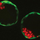 Embriones artificiales cultivados en laboratorio