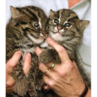Dos gatos salvajes nacidos en un zoo de Sydney en el 2002.