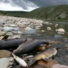 Los vertidos incontrolados a ríos generan con frecuencia daños en la fauna del acuífero
