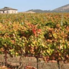 Vista del viñedo de Tenoira Gayoso, que ocupa dieciocho hectáreas en el paraje de Las Padorniñas.
