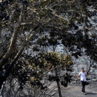 Un hombre pasea por un área quemada en Espino (Orense)