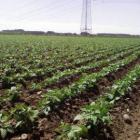 Una extensa superficie dedicada al cultivo de la alubia en la ribera del Órbigo.