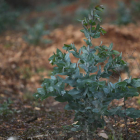 Ejemplar de eucalipto joven de una plantacion del Bierzo.