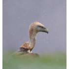 Fármacos como el Diclofenaco matan entre 3.000 y 6.000 aves carroñeras. ANTONIO LIÉBANA