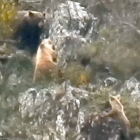 Dos imágenes captadas por las cámaras de la Fundación Oso Pardo muestran a la osa alejando al macho de sus crías. DL