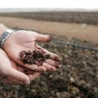 Lombriz americana en tierras de León, un cultivo de moda en los ochenta que ahora vuelve a repuntar