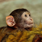 Ejemplar de macaco bebé