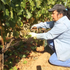 La vendimia comenzó ayer en los viñedos de godello y chardonnay del Palacio de Canedo.