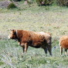Vacas limusinas en los prados de León. Marciano Pérez