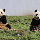 Dos pandas gigantes comen bambú en la reserva de Wolong, en la provincia china de Sichuán.