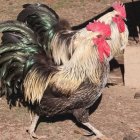 Gallos de La Cándana