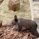El oso en el centro de Cantábria donde se está recuperando. DL