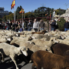 Un rebaño de 2.000 ovejas merinas procedente de la localidad pacense de Siruela cruzó ayer el centro de Madrid.