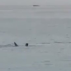 Un momento del ataque del tiburon a un joven ruso en el Mar Rojo. DL