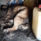 Estado en el que la Guardia Civil encontró al animal. GUARDIA CIVIL