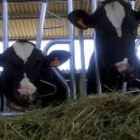 Los productores de leche se verían beneficiados con la propuesta del PE