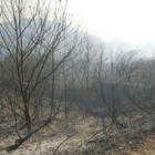 Imagen de archivo de los restos de un incendio forestal