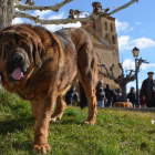 Un buen ejemplar de mastín leonés