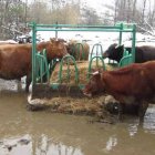 La nieve y la lluvia han agravado la situación de las reses inmovilizadas en Los Llanos.