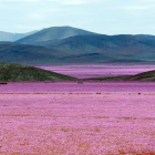 Espectacular imagen del desierto de Atacama, cubierto de flores, esta semana.