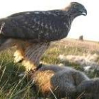 Un azor captura un conejo de monte en la modalidad de bajo vuelo