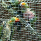 Loros de la especie Ara Rubrogenis, sin plumas a causa del stress