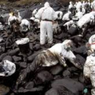 Foto de archivo de  voluntarios durante las tareas de limpieza de chapapote en la Costa da Morte