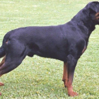 Imagen de archivo de un perro de la raza rottweiler.