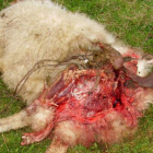 Cadáver de una oveja tras el ataque de los lobos. archivo