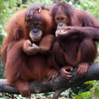 El orangután es una especie en peligro de extinción.
