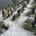 Estado de una de las viñas, de blanco por la granizada del martes. DL