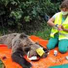 La Junta realiza actualmente un proyecto de radiomarcaje de ejemplares de oso pardo en la Cordillera Cantábrica. JCYL